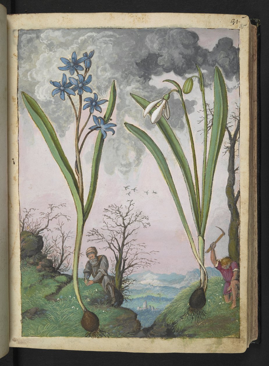 Scilla bifolia et Galanthus nivalis, de "Paintings of Flora of the Roman States" par Gherardo Cibo - Gherardo Cibo