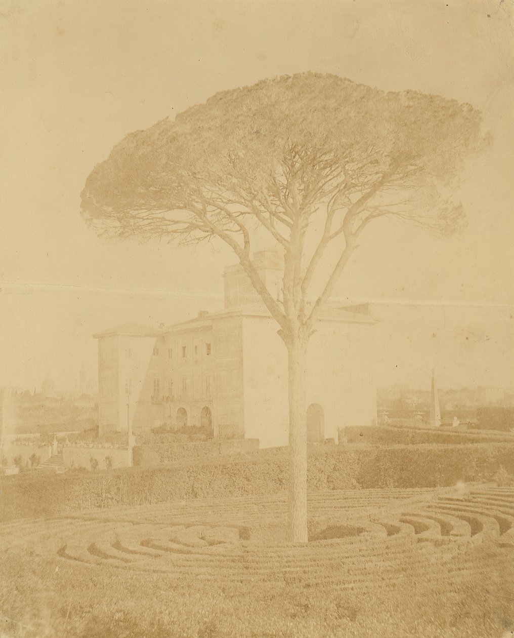 [Arbre dans le jardin formel devant le Palazzo], 1860s-70s - Giacomo Caneva
