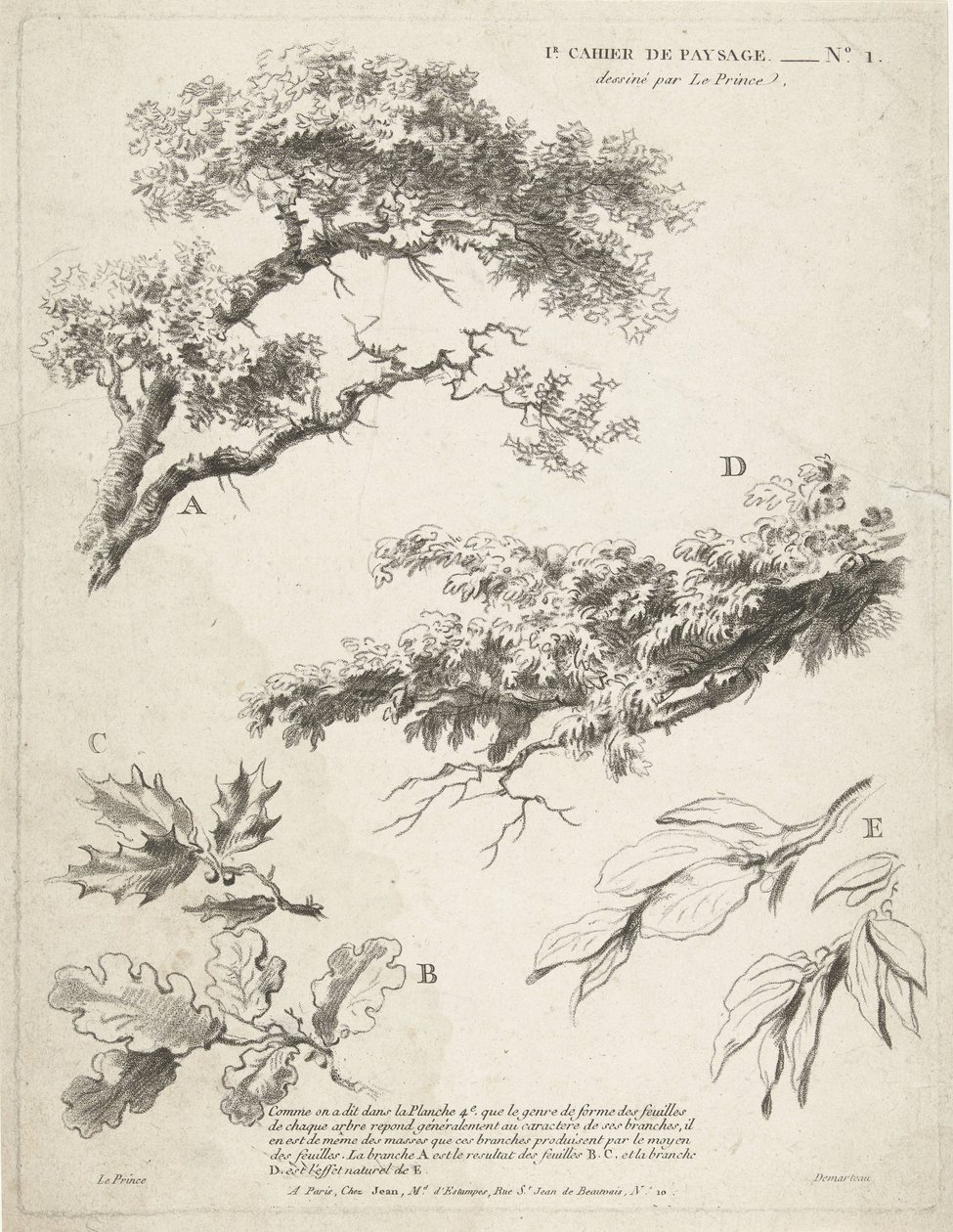 Étude de branches avec feuilles (1er Cahier de paysage) - Gilles Demarteau