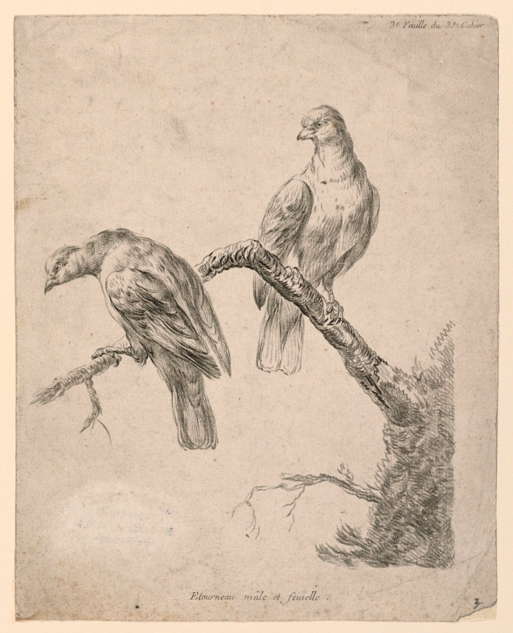 Deux Oiseaux sur une Branche - Gilles Demarteau