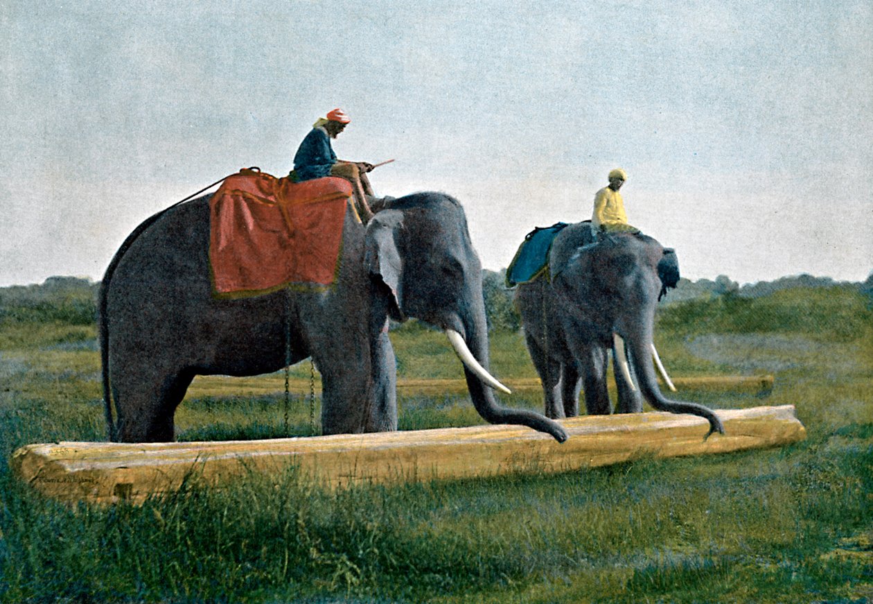 Éléphants déplaçant une bûche, Ceylan, vers 1890 - Gillot
