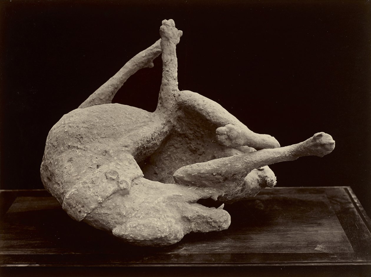 Chien, Pompéi, vers 1870 - Giorgio Sommer