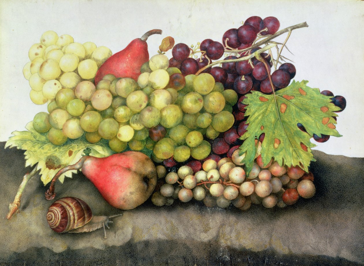 Escargot avec raisins et poires - Giovanna Garzoni