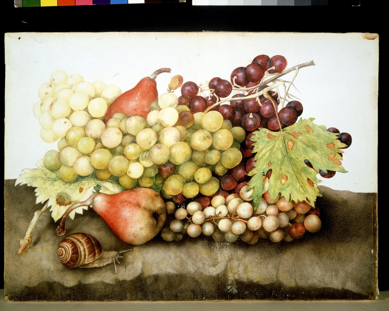 Image inconnue - Giovanna Garzoni