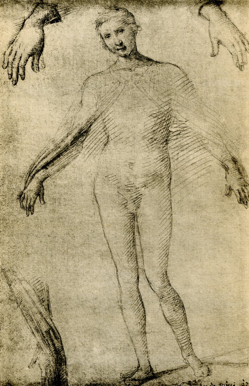 Étude de modèle pour une Vierge Marie en tant que mater misericordiae - Giovanni Antonio Bazzi Sodoma
