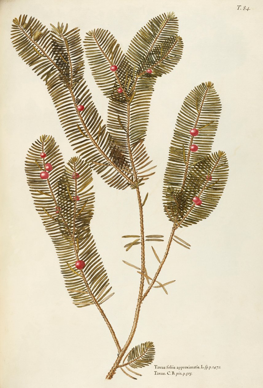 If européen (Taxus baccata), Taxaceae par Giovanni Antonio Bottione - Giovanni Antonio Bottione