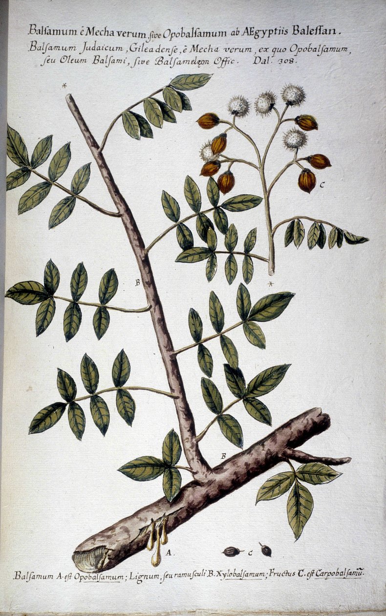 Opobalsamum (Branche avec sève) - Dans « Historia botanica pratica, seu plantarum, quae ad usum medianae relevant, nomenclatura, descriptio et virtutes... » par Giovanni Battista Morandi (? - 1761) - Giovanni Battista Morandi