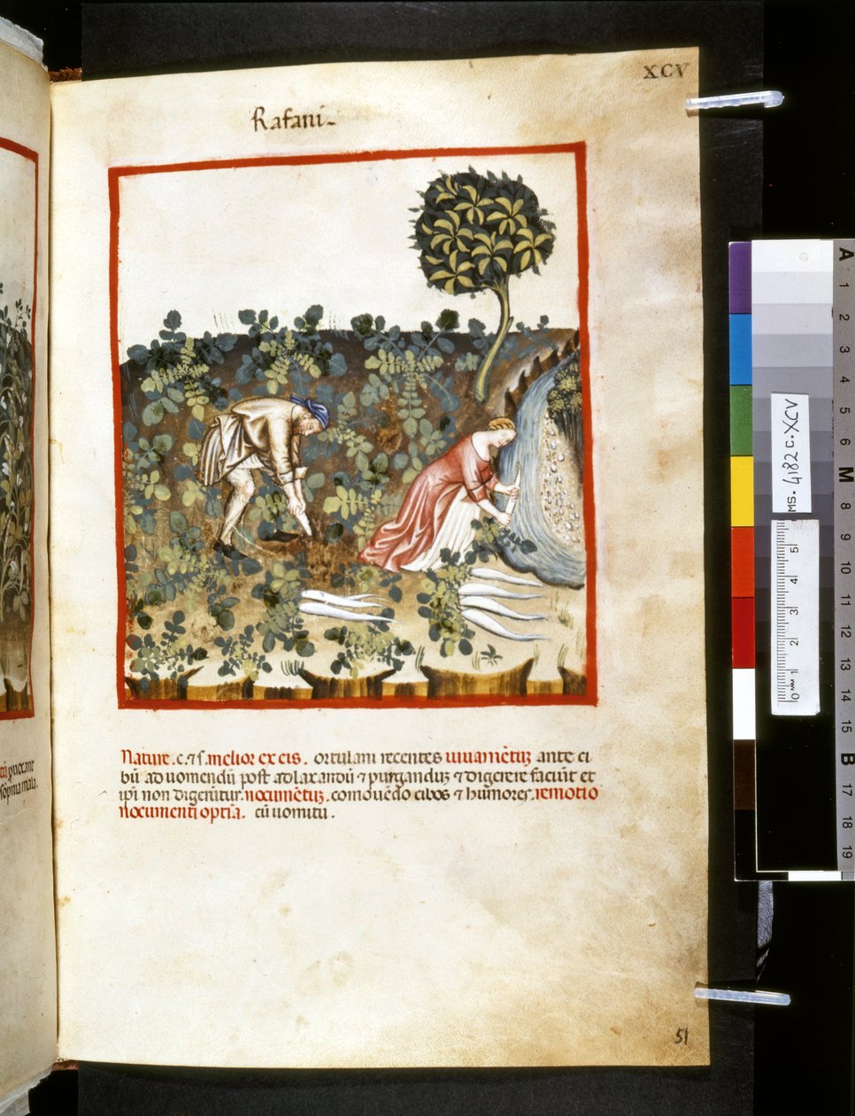 Theatrum sanitatis par Ububchasym de Baldach: 
