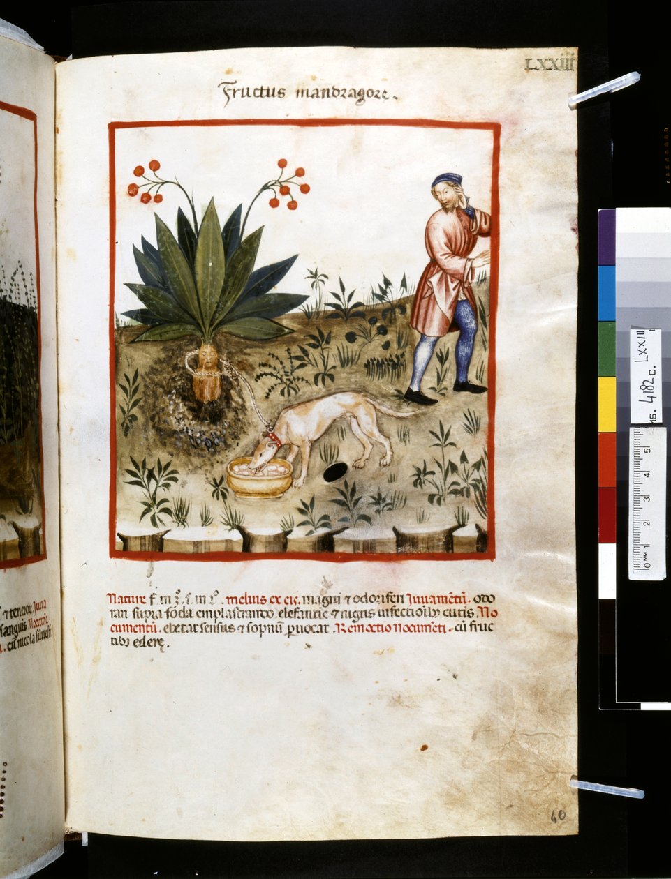 Theatrum sanitatis par Ububchasym de Baldach : 'Fructus Mandragorae ...