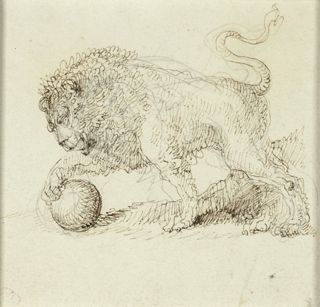 Lion avec balle - Giuseppe Bernardino Bison
