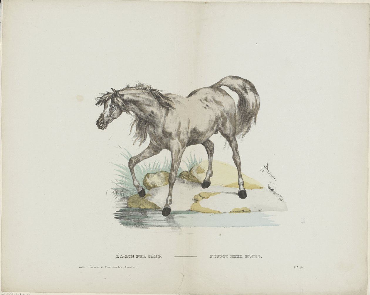 Étalon pur sang - Glenisson and Van Genechten