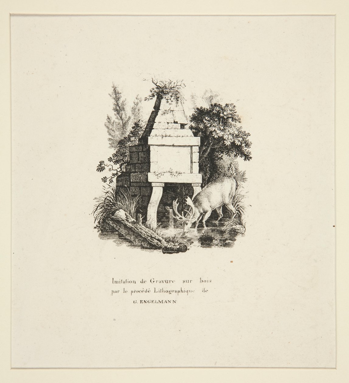 Cerf buvant - Godefroy Engelmann