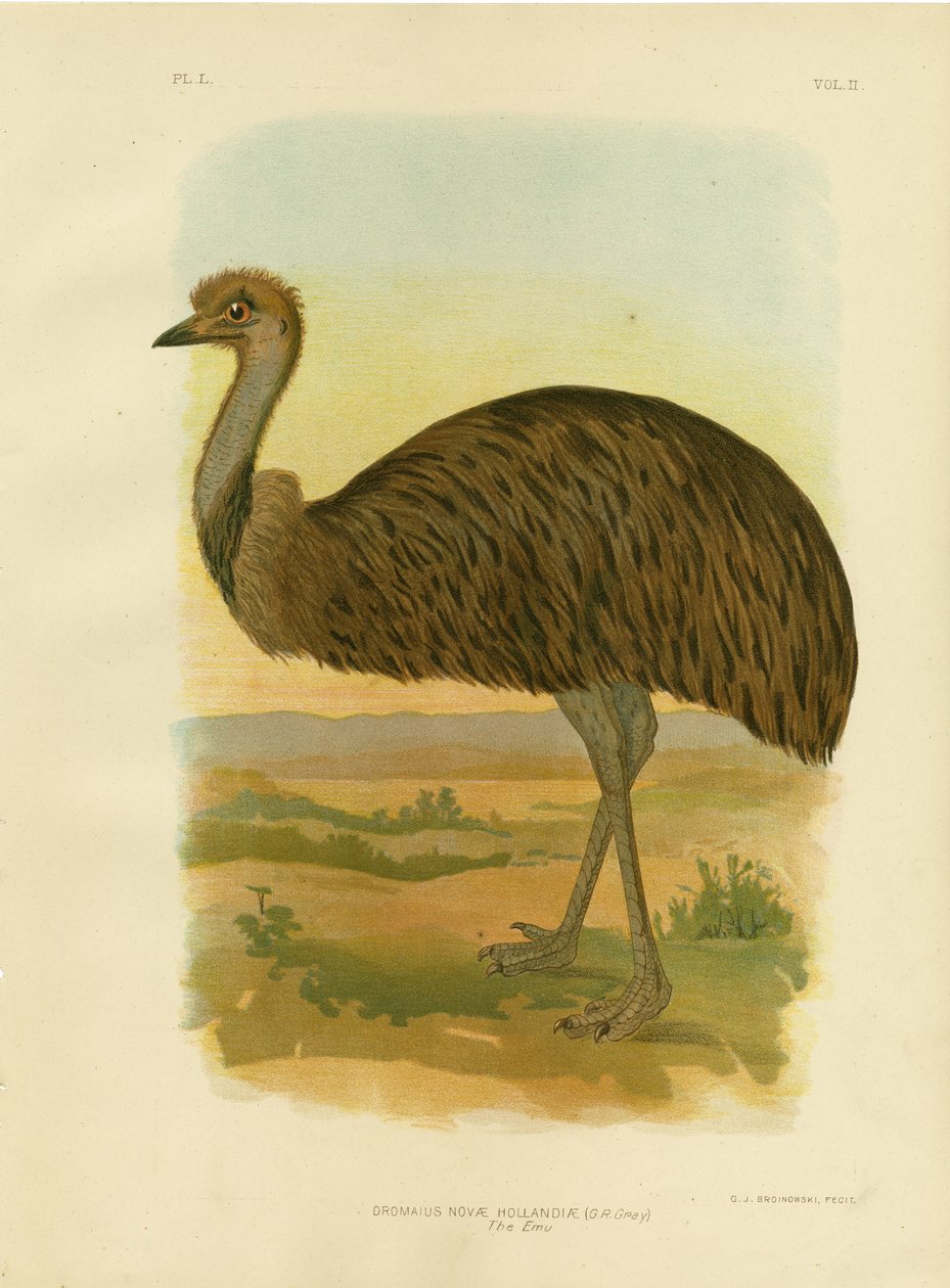 Émeu, 1891 - Gracius Broinowski