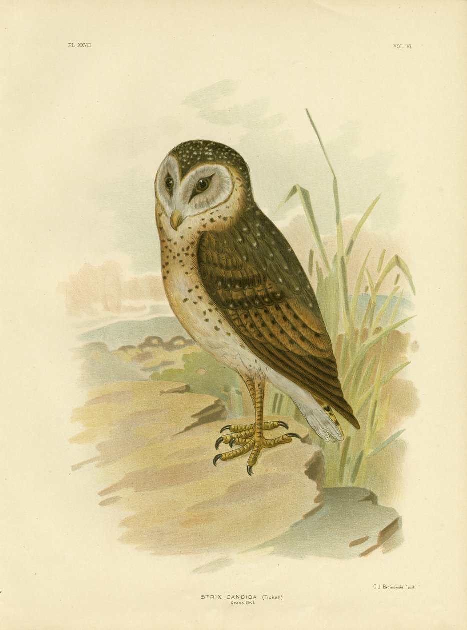 Chouette des herbes, 1891 - Gracius Broinowski