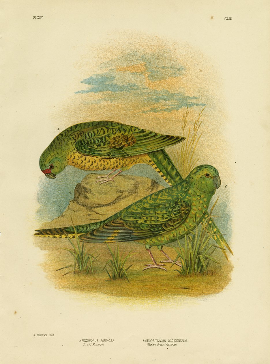 Perruche terrestre, 1891 - Gracius Broinowski
