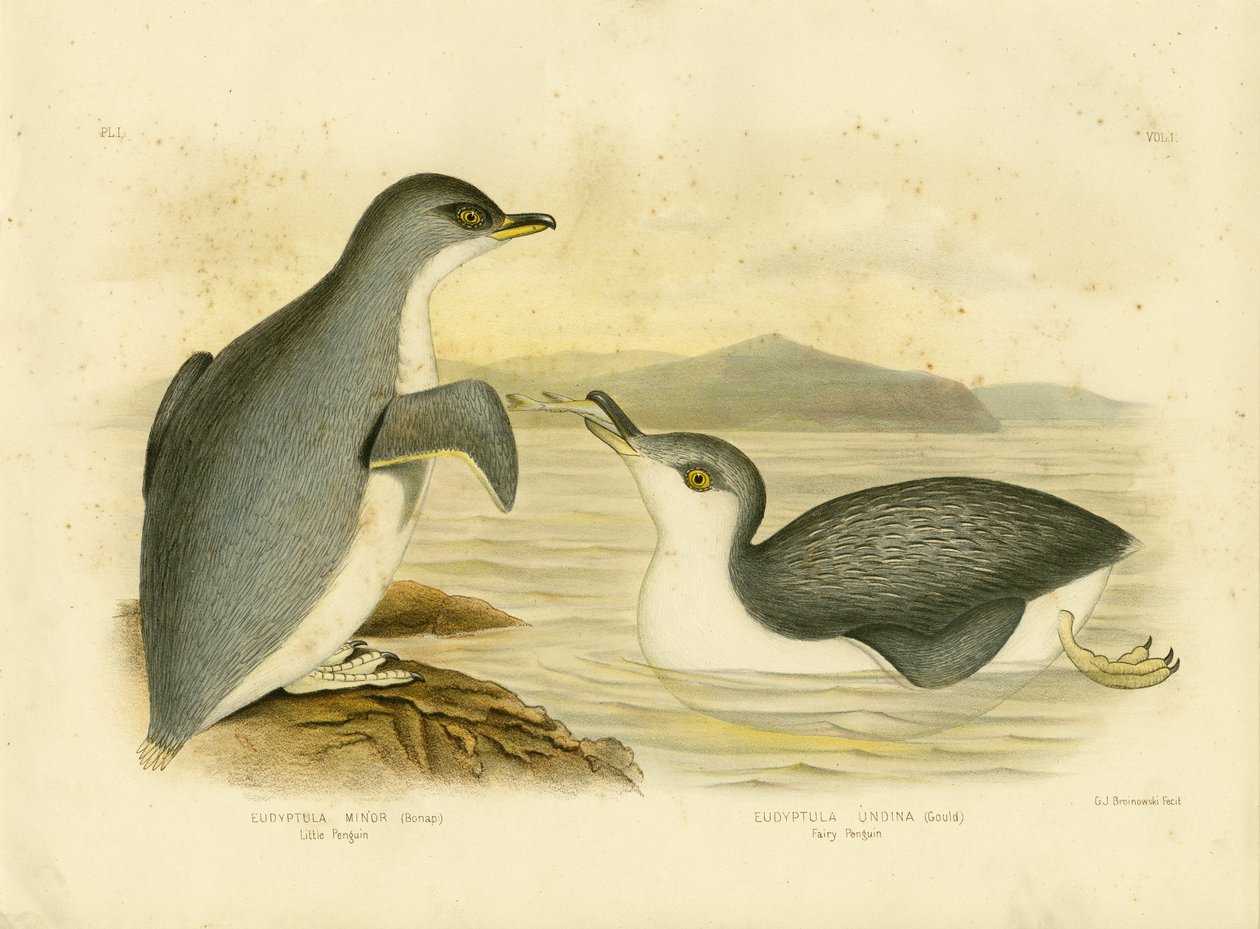 Petit pingouin, 1891 - Gracius Broinowski