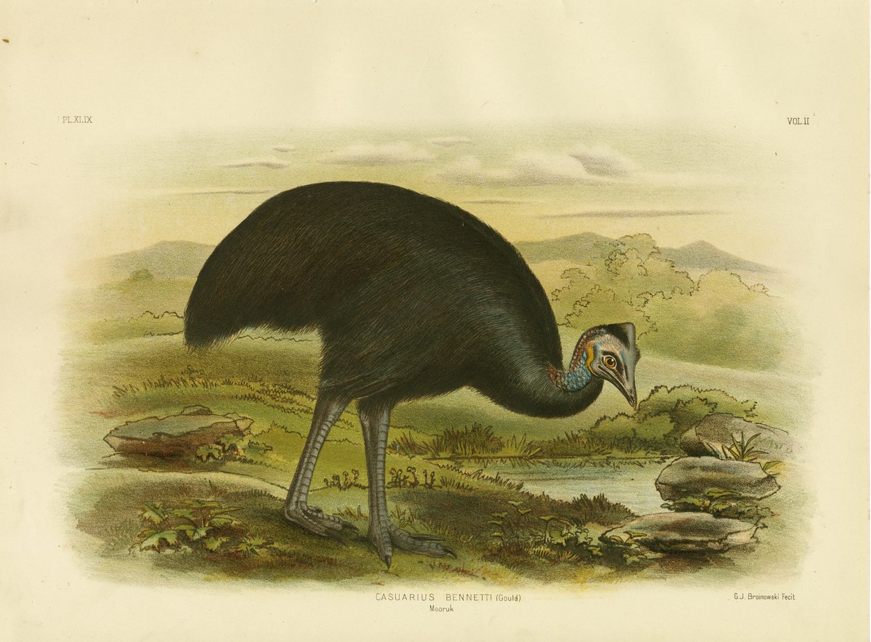 Mooruk, 1891 - Gracius Broinowski