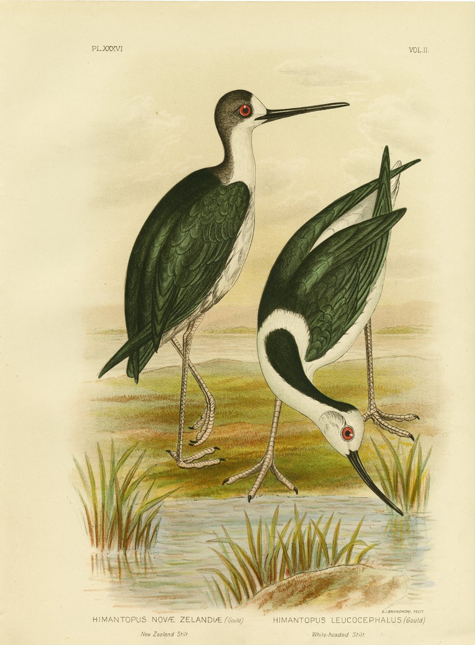 Échasse de Nouvelle-Zélande, 1891 - Gracius Broinowski
