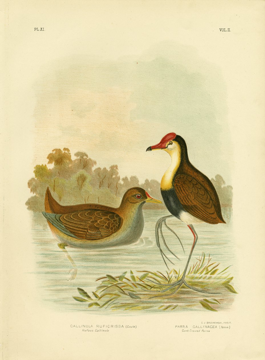 Gallinule rousse ou Poule d