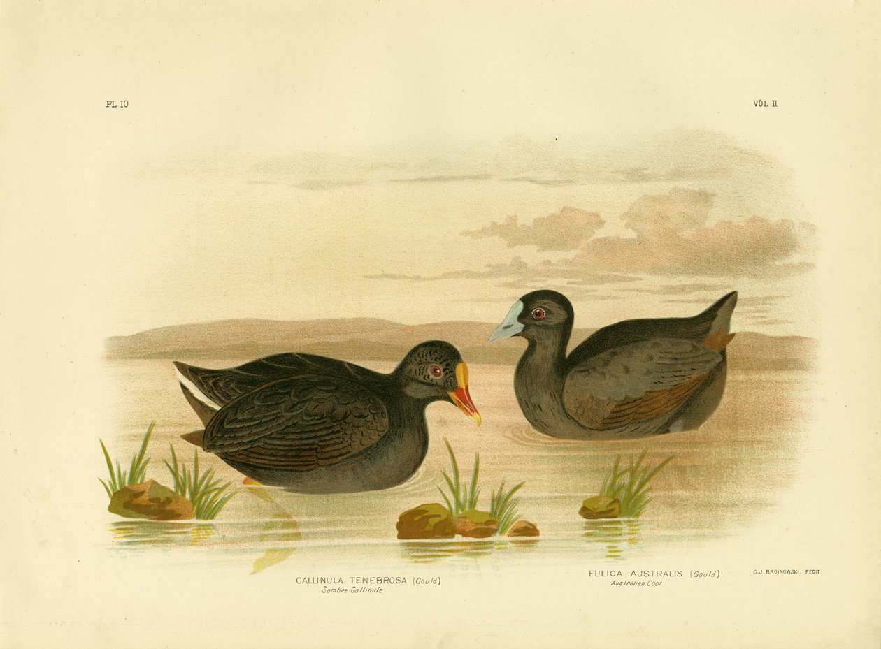 Gallinule sombre ou poule d