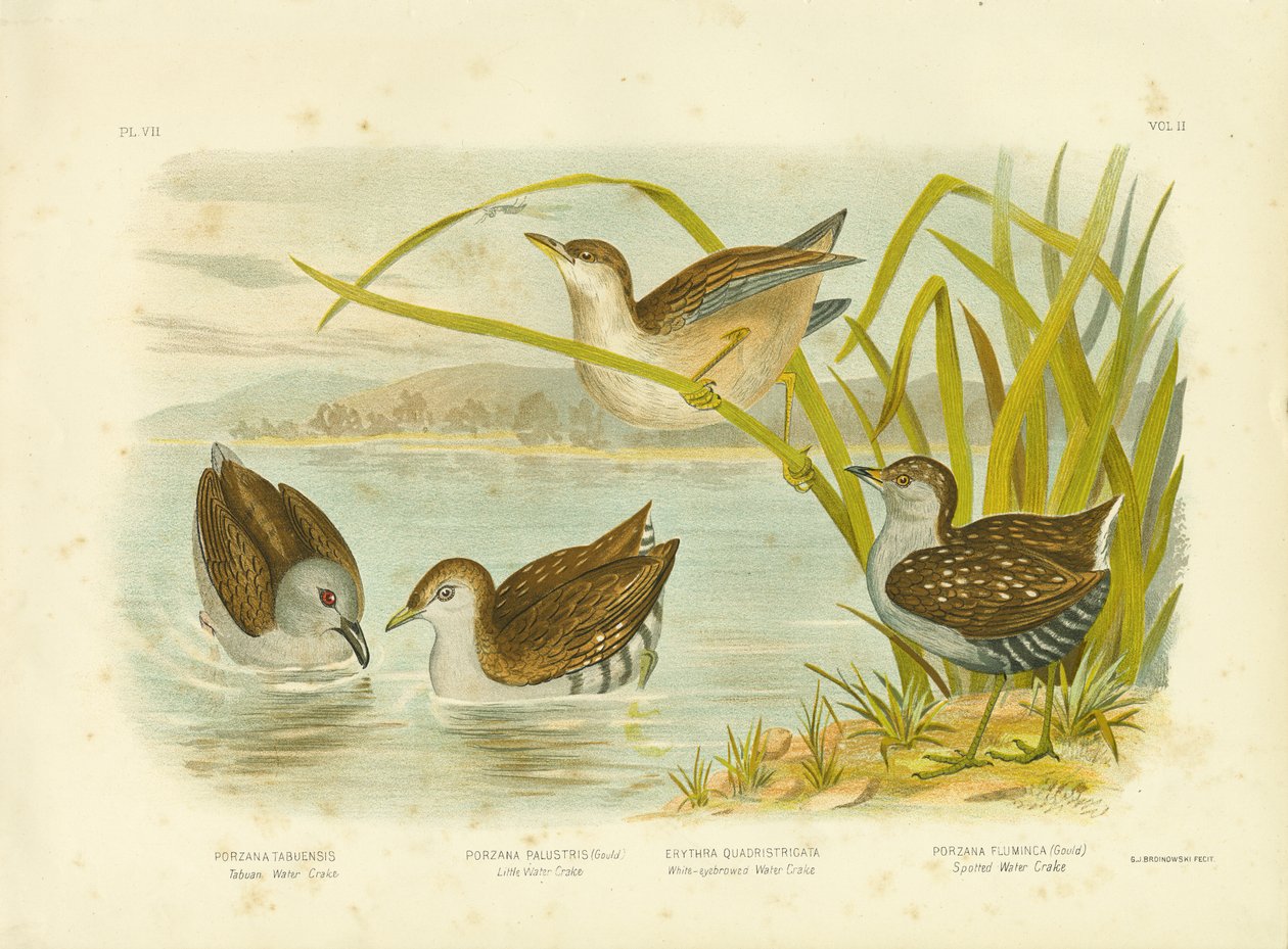 Tabuan Water Crake ou Sooty Crake, 1891 - Gracius Broinowski