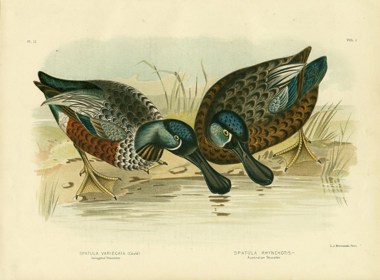 Canard souchet varié, 1891 - Gracius Broinowski