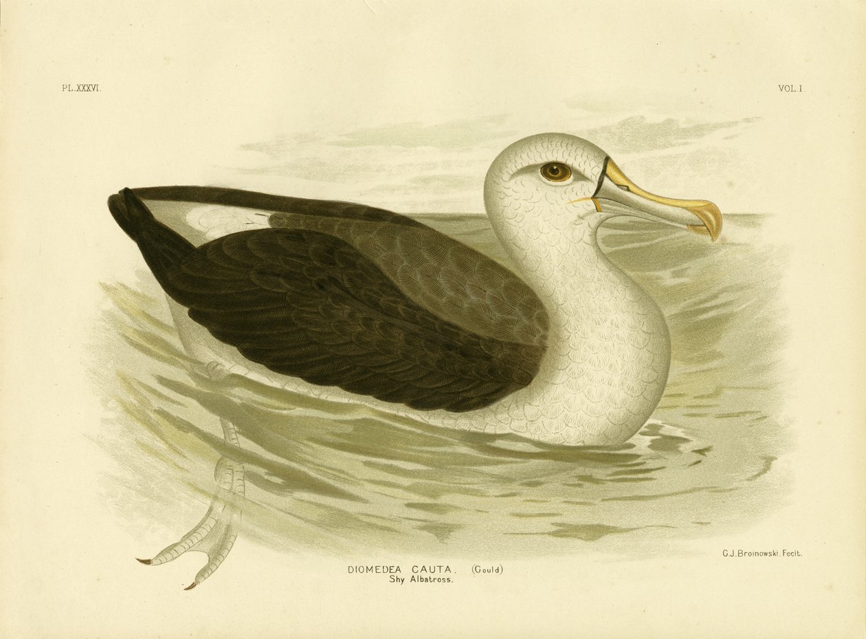 Albatros à tête blanche, 1891 - Gracius Broinowski