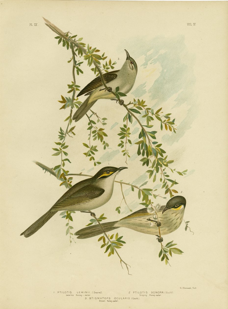 Méliphage de Lewin, 1891 - Gracius Broinowski