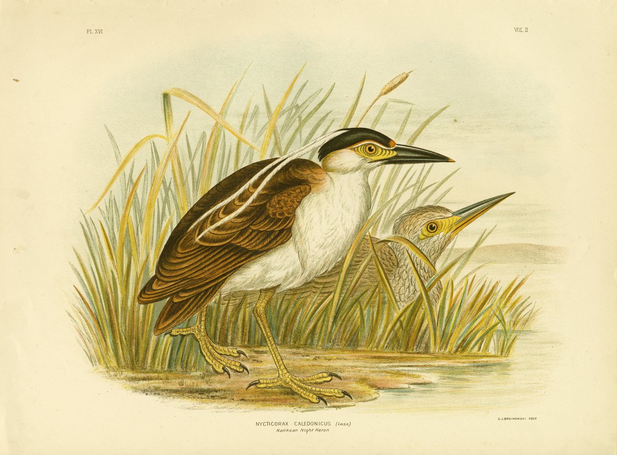 Bihoreau nankeen, 1891 - Gracius Broinowski