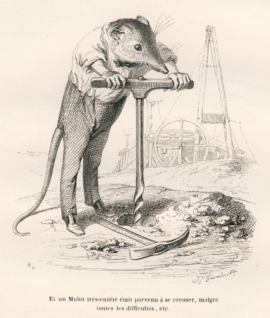 Mulot perforant le sol - Grandville