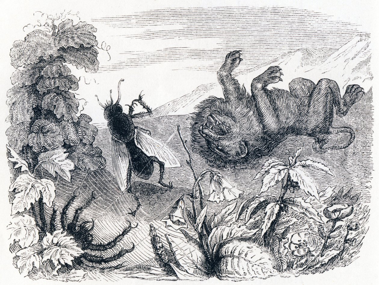 Le lion et le moucheron - Fables de La Fontaine - Grandville