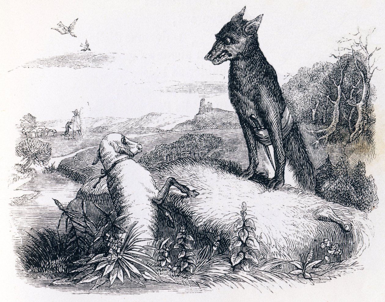 Le loup et l