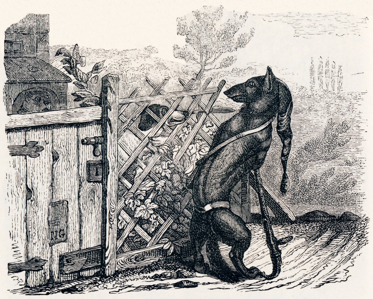 Le loup et le chien maigre - Fables de La Fontaine - Grandville