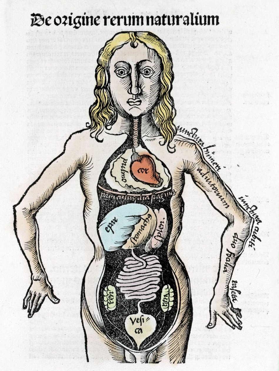 Section du corps humain - dans « Margarita Philosophica » par Gregor Reisch, Bâle 1517 - Gregor Reisch