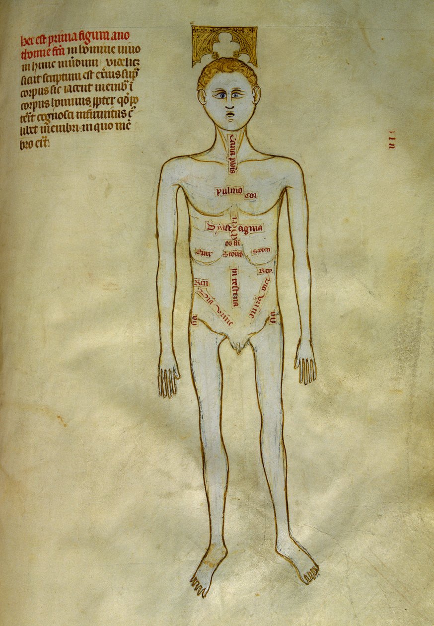 Anatomie et planches chirurgicales : localisation des organes masculins - Guido da Vigevano da Pavia