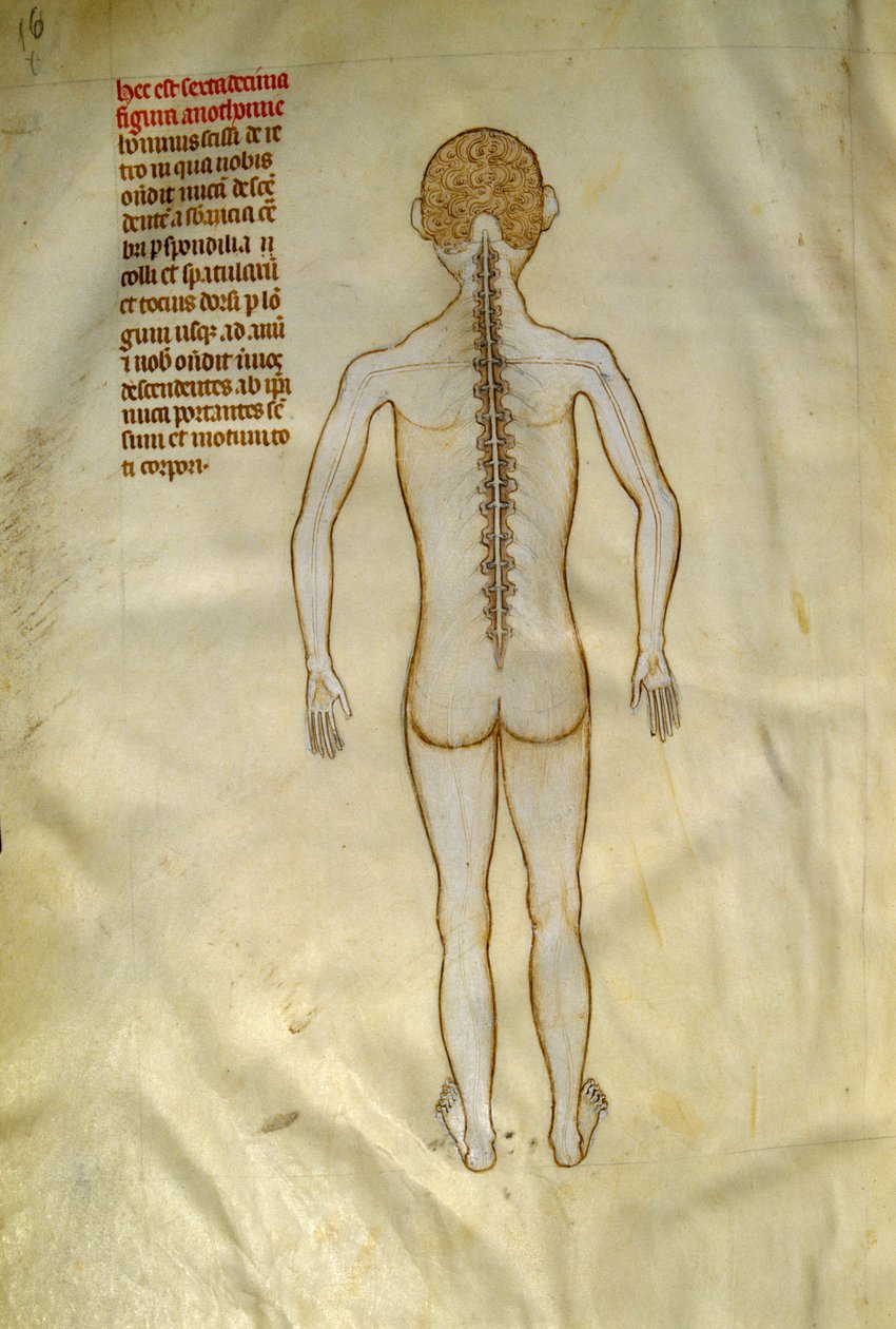 Anatomie et planches chirurgicales : moelle épinière (dans les vertèbres de la colonne vertébrale). Dans « Liber notabilium Philippi septimi francorum regis, a libris Galieni extratus » par Gui de Pavia vers 1345. Chantilly, Musée Condé - Guido da Vigevano da Pavia