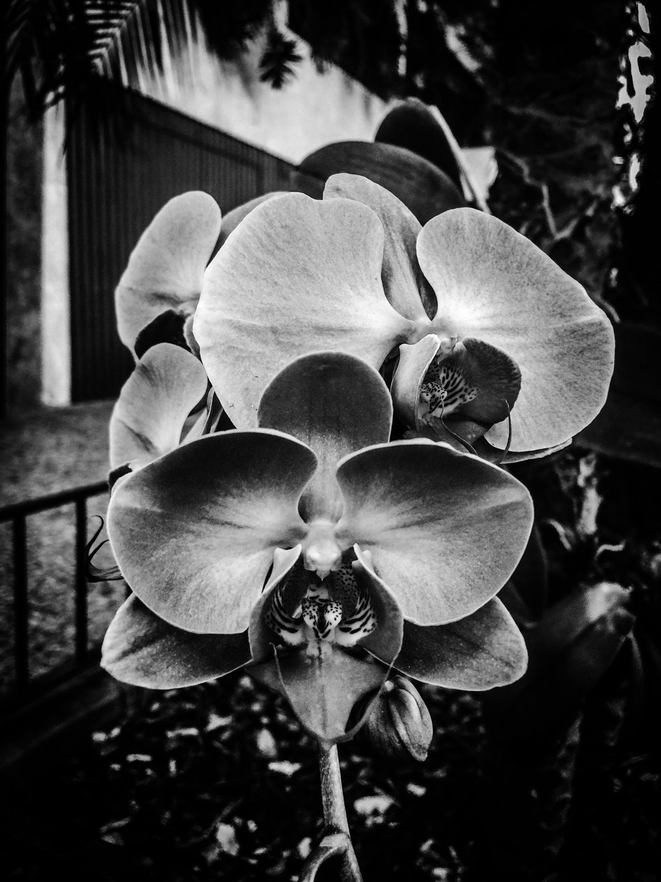 Fleur nº 10, 2025 (photo) - Guilherme Pontes