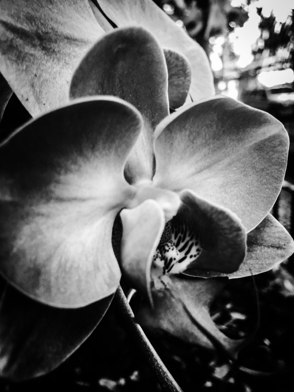 Fleur nº 11, 2025 (photo) - Guilherme Pontes