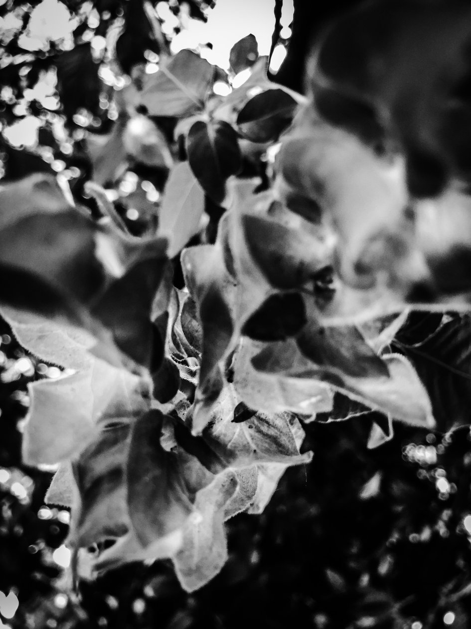 Fleur nº 12, 2025 (photo) - Guilherme Pontes