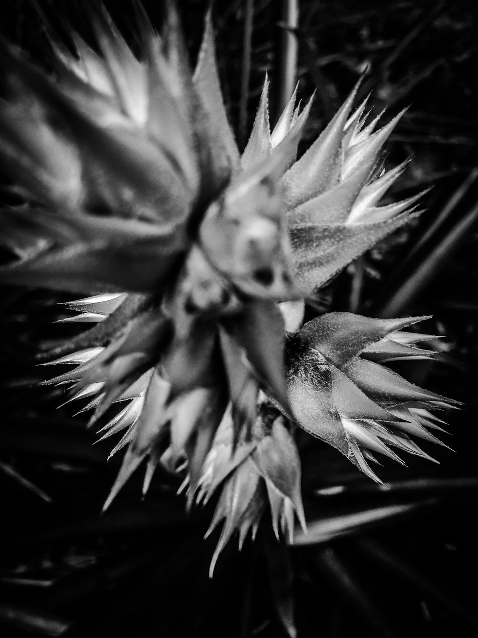 Fleur nº 16, 2025 (photo) - Guilherme Pontes