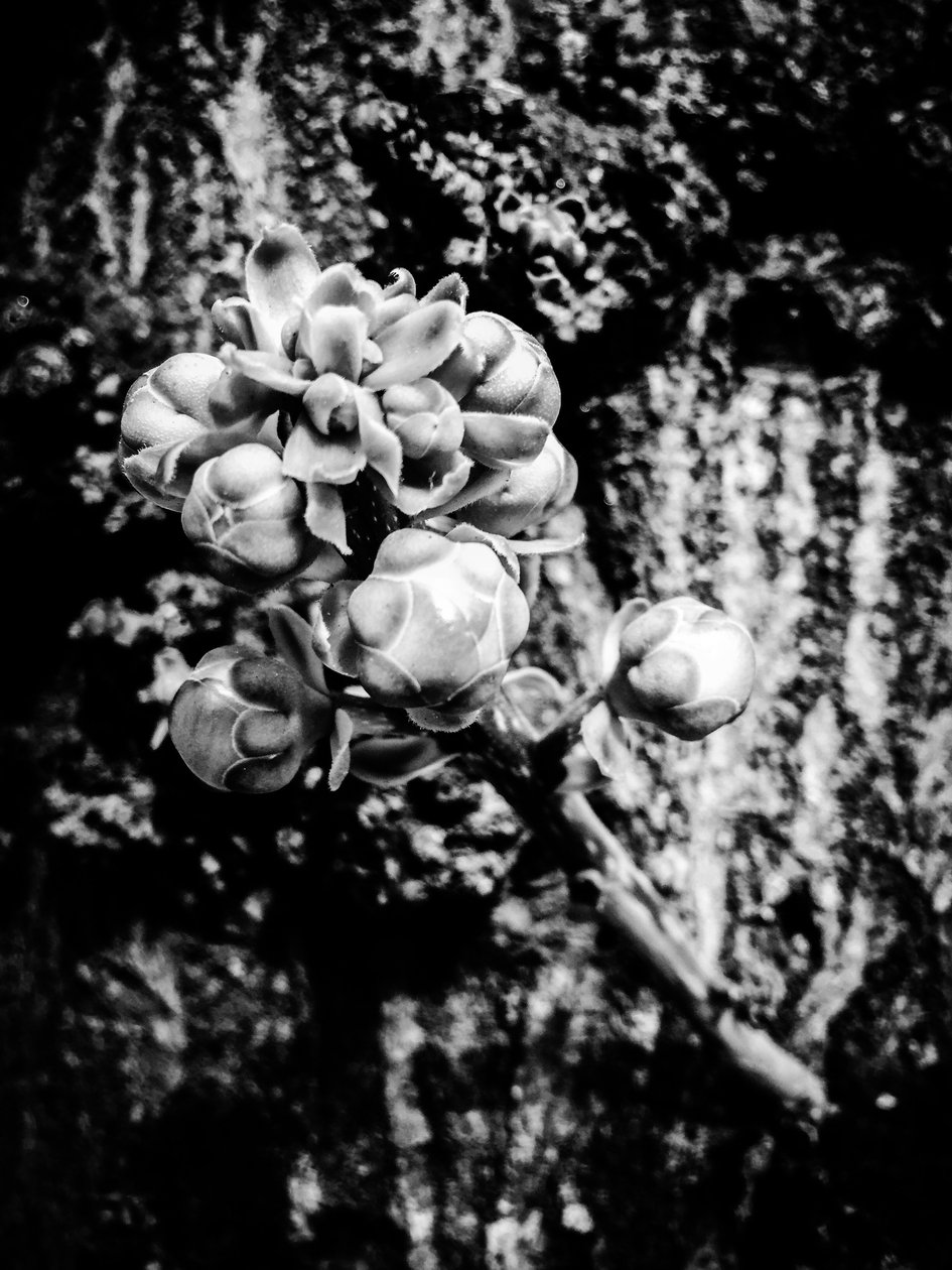Fleur nº 18, 2025 (photo) - Guilherme Pontes