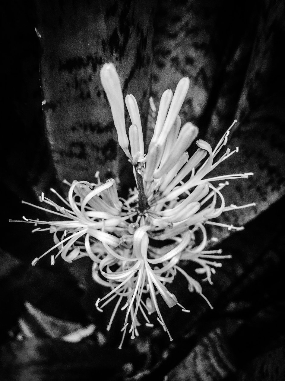 Fleur nº 22, 2025 (photo) - Guilherme Pontes