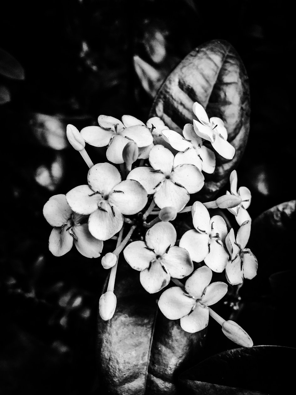 Fleur nº 24, 2025 (photo) - Guilherme Pontes