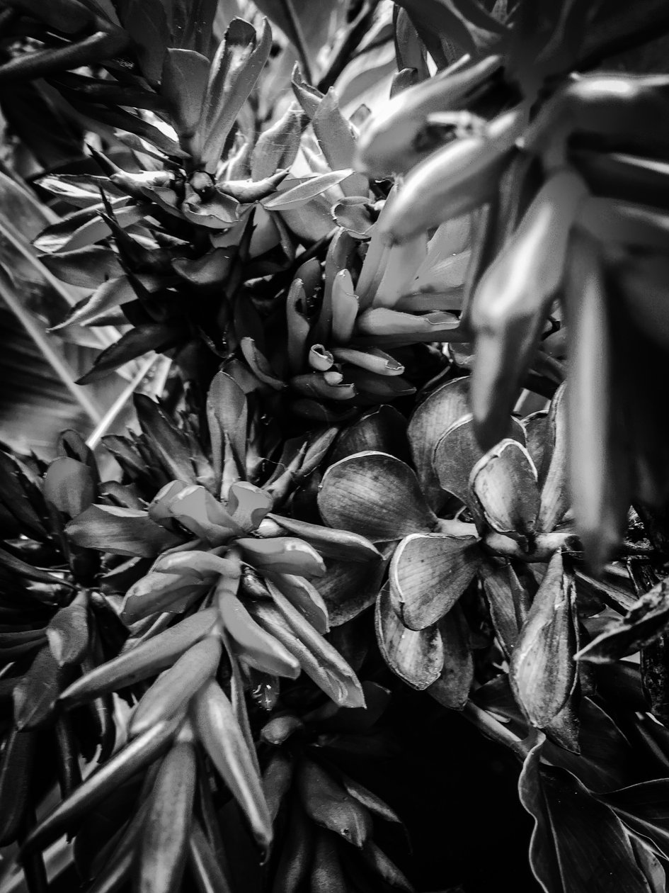 Fleur nº 30, 2025 (photo) - Guilherme Pontes