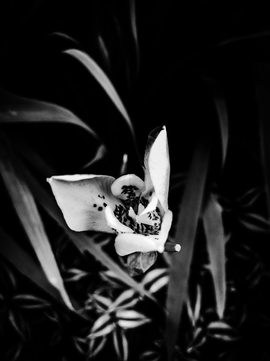 Fleur nº 32, 2025 (photo) - Guilherme Pontes