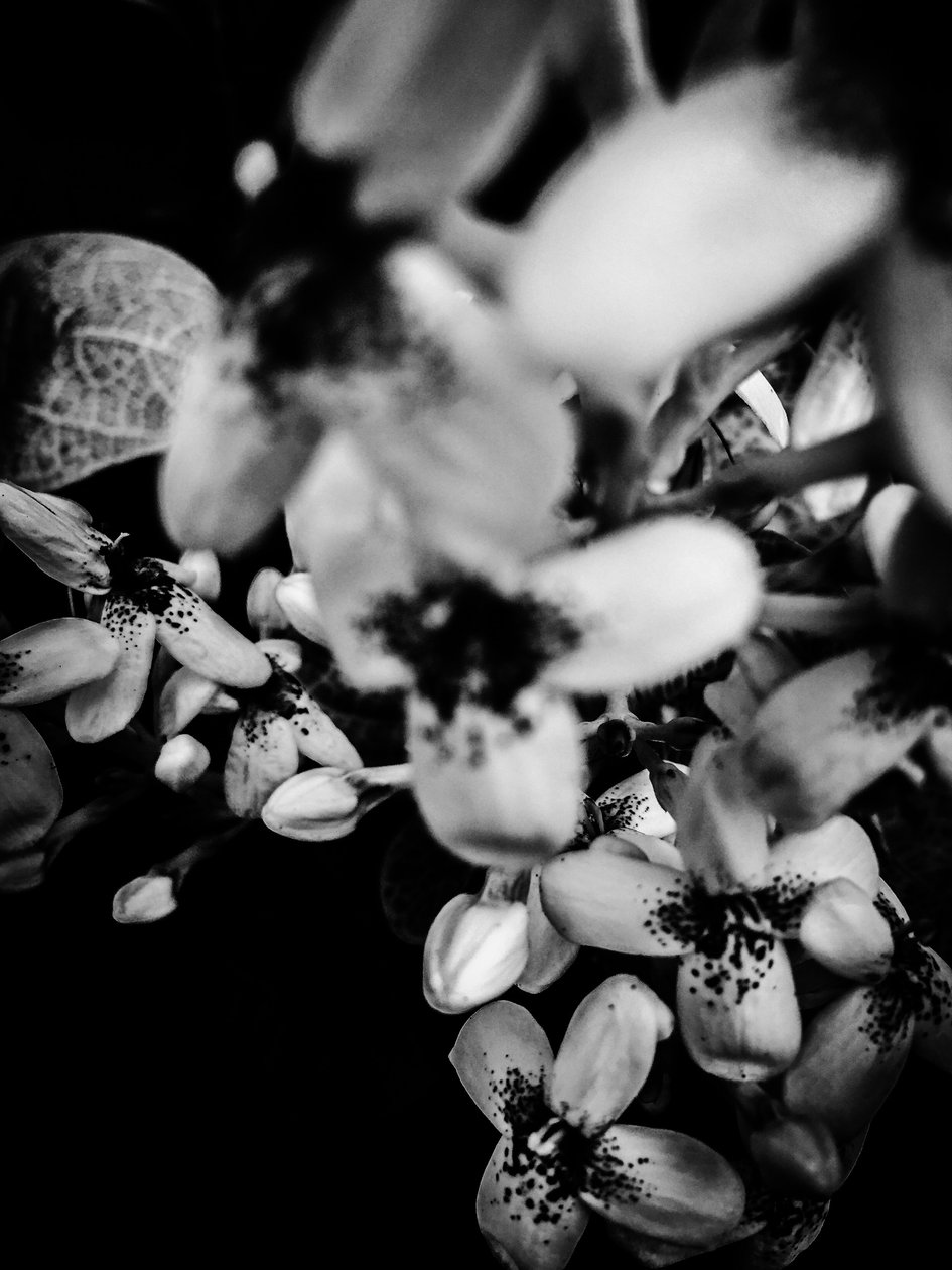 Fleur nº 34, 2025 (photo) - Guilherme Pontes