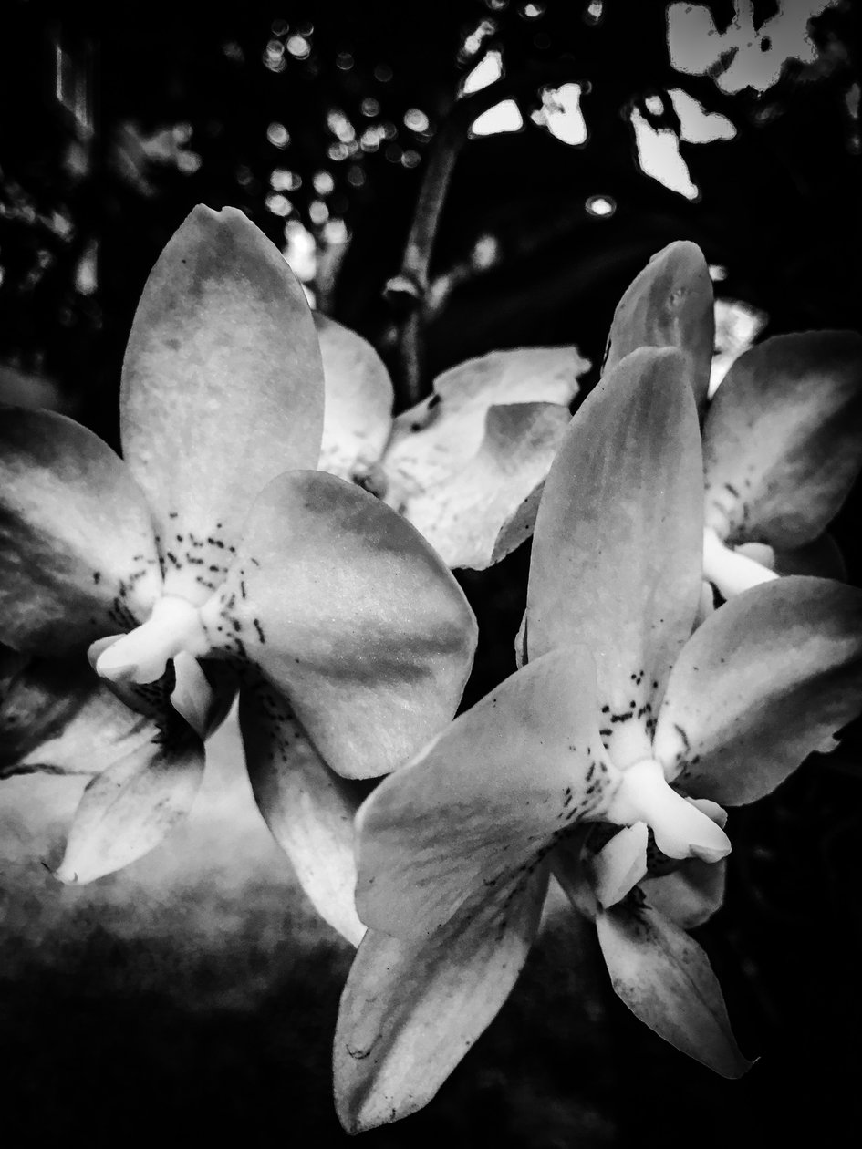 Fleur nº 3, 2025 (photo) - Guilherme Pontes