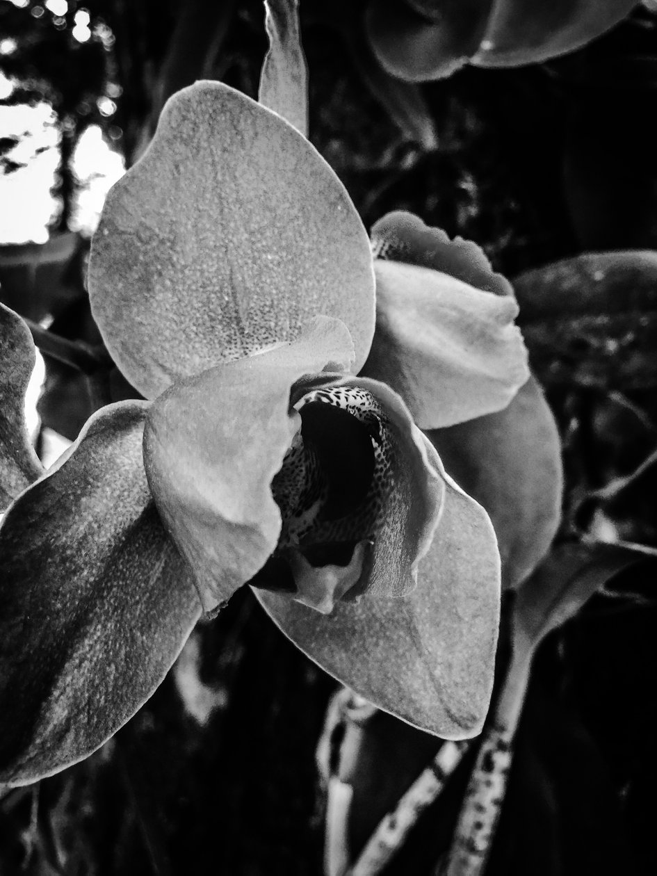 Fleur nº 43 (photo) - Guilherme Pontes