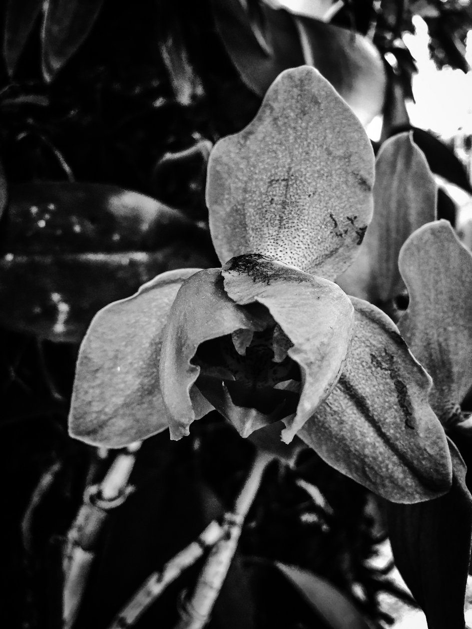 Fleur nº 44 (photo) - Guilherme Pontes