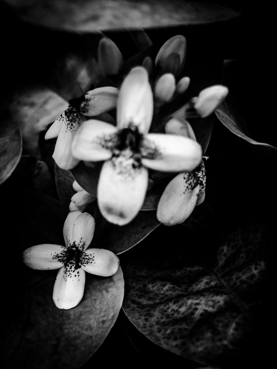 Fleur nº 47 (photo) - Guilherme Pontes